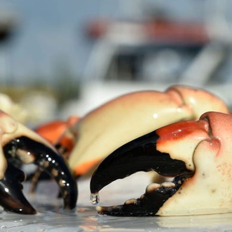 Where and how to eat stone crab in Sarasota-Manatee – Gecko's Grill