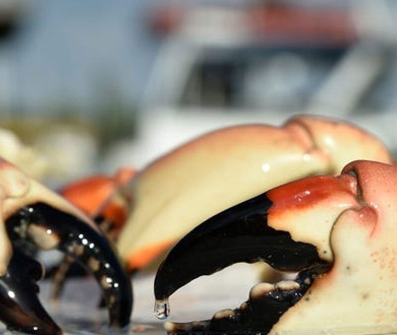 Where and how to eat stone crab in Sarasota-Manatee